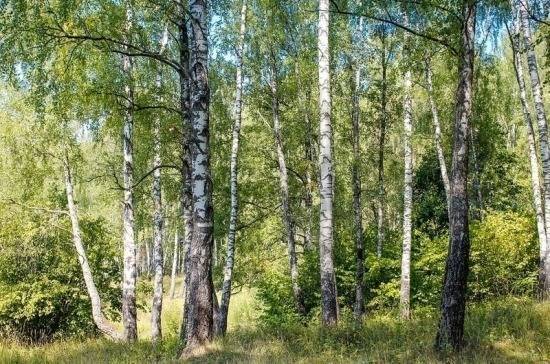 В России может появиться реестр недобросовестных лесных арендаторов - pnp.ru