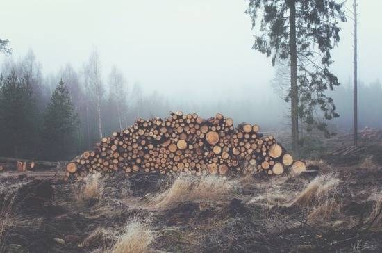Сенаторы разберутся в пробуксовке аренды лесных участков деревопереработчиками - pnp.ru