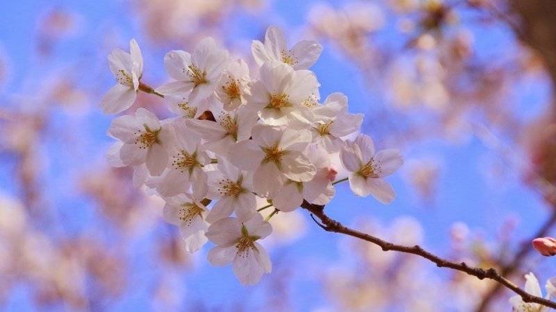 Аномальное потепление вызвало цветение сакуры и сирени в Приморье - polit.info - Приморье край