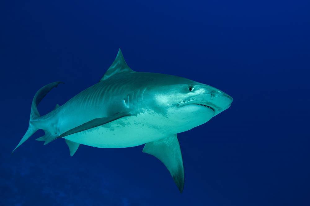 Акула откусила туристке на Таити обе руки - ren.tv - Французская Полинезия