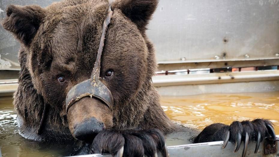 В карельском цирке медведь напал на дрессировщика во время представления - dp.ru - Олонец