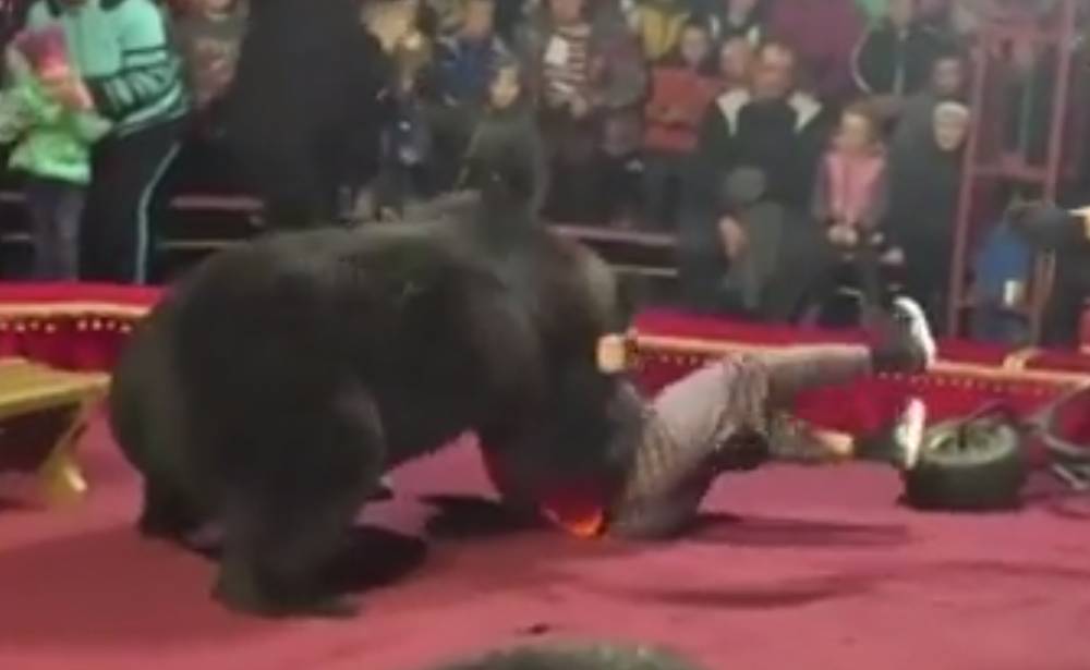 Дрессировщик чудом выжил после нападения медведя во время шоу - ren.tv - Олонец