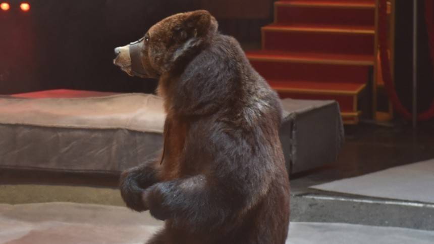 Видео: цирковой медведь напал на дрессировщика во время представления - 5-tv.ru - Карелия - Олонец