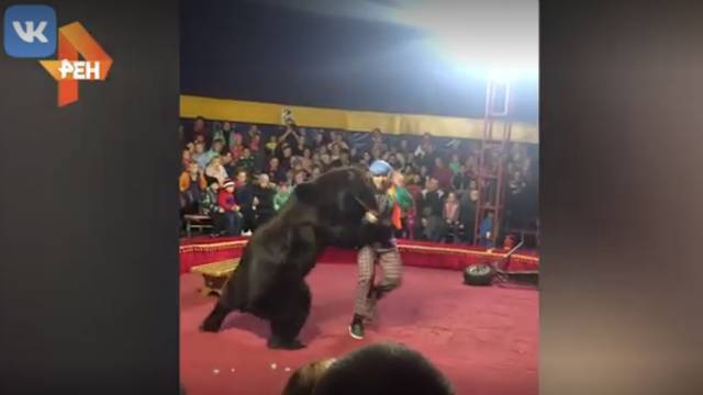 Видео: медведь набросился на дрессировщика перед зрителями в Карелии - ren.tv - Олонец