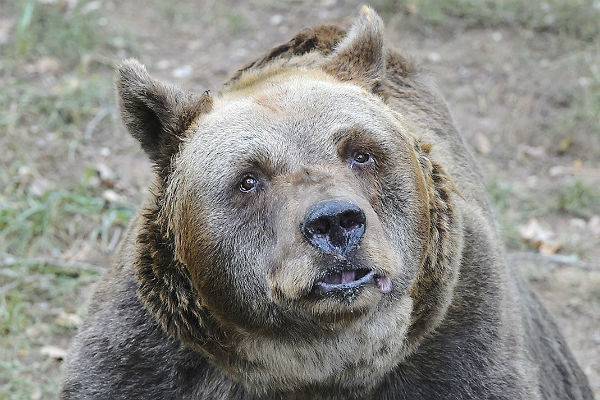 Медведь напал на укротителя в карельском цирке - trud.ru - Олонец