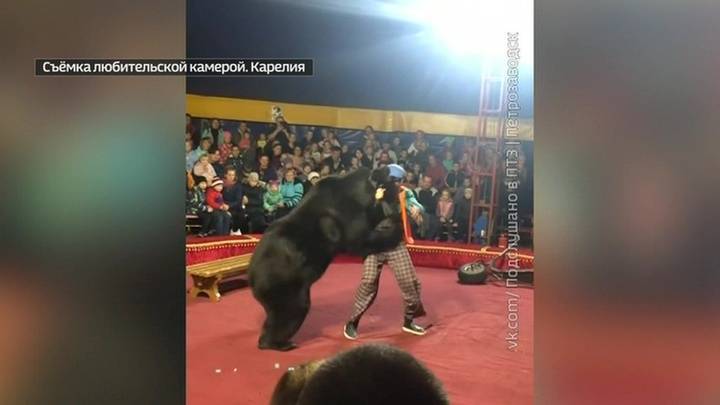 В Карелии цирк исчез после нападения медведя на дрессировщика - vesti.ru - Карелия - Олонец