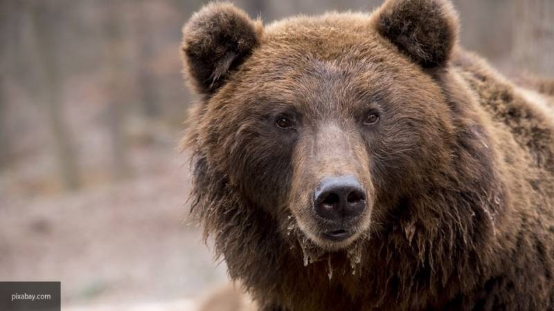 Медведь напал на дрессировщика во время циркового выступления в Карелии - nation-news.ru - Олонец