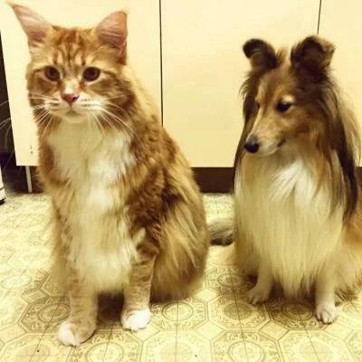 Мужчина подобрал на улице маленького котёнка, а он вырос размером с большую собаку - bloknot.ru