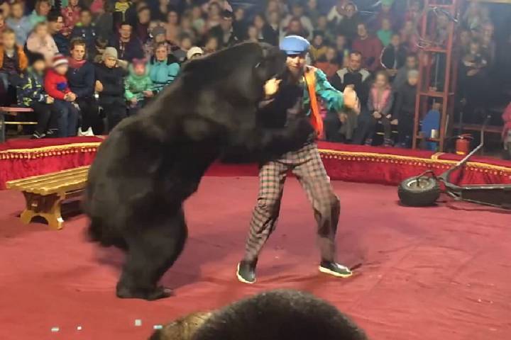 Медведь напал на дрессировщика во время циркового выступления - gorodglazov.com - Россия - Карелия - Олонец