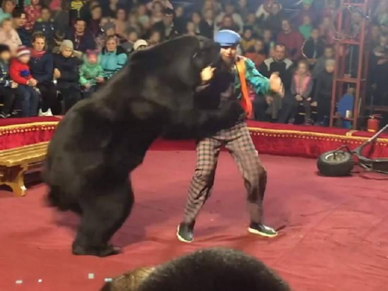 Видео нападения медведя на дрессировщика в Карелии попало в Сеть - dayonline.ru - Олонец