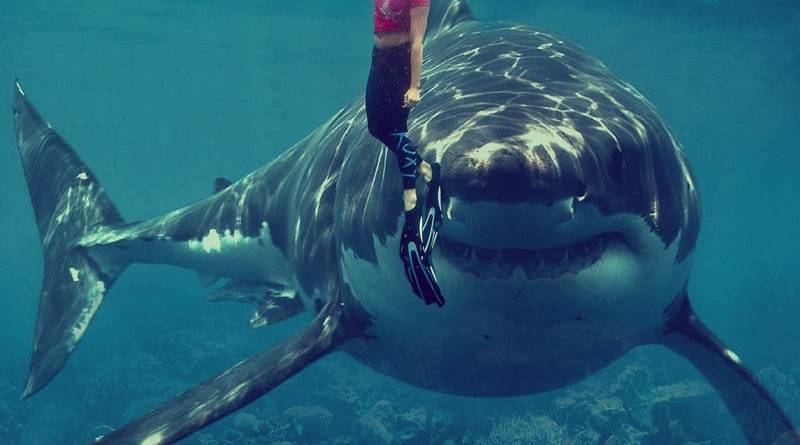 На туристку, которая наблюдала за китами, напала редкая акула и откусила ей руки - usa.one - Французская Полинезия