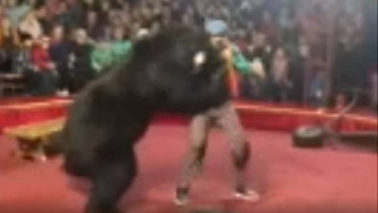 В цирке Карелии медведь напал на дрессировщика - newizv.ru - Карелия - Олонец