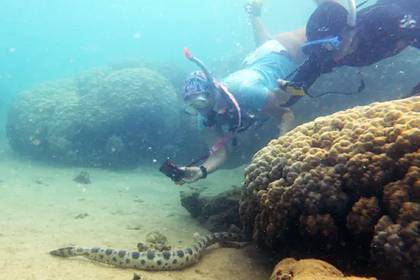 Пенсионерки обнаружили больше сотни смертоносных подводных змей - lenta.ru - Австралия - Новая Каледония