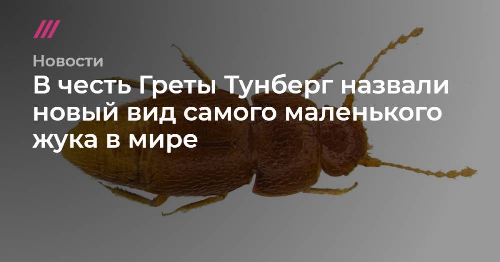 Дэвид Аттенборо - В честь Греты Тунберг назвали новый вид самого маленького жука в мире - tvrain.ru - Кения