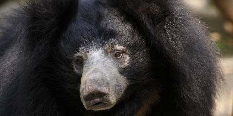 Шестилетняя погоня: задержан серийный убийца медведей-губачей - ren.tv - India - штат Гуджарат