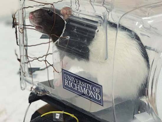 Крыс научили водить машину - newtvnews.ru - Richmond