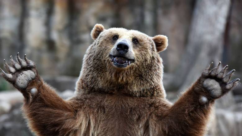 Поднять руки вверх: чиновники рассказали, как пережить встречу с медведем - newizv.ru