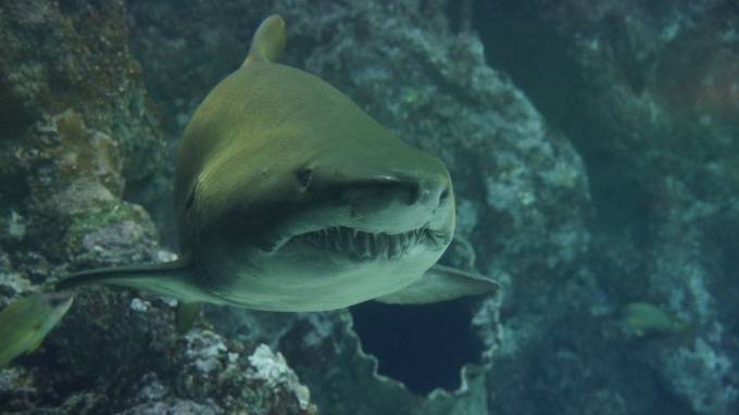 В Австралии акула напала на двух туристов из Великобритании - piter.tv - Англия - Австралия