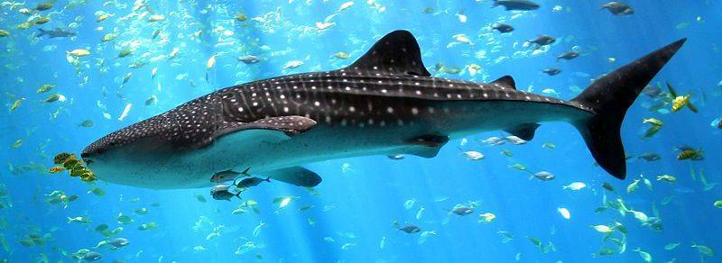 В Австралии акула атаковала двух британских туристов - Cursorinfo: главные новости Израиля - cursorinfo.co.il - Острова - Нападение