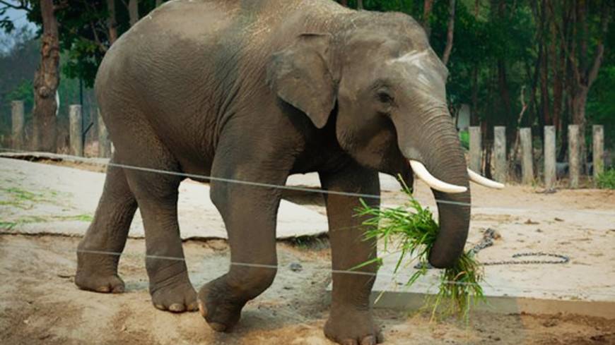 Милую встречу слоненка с воспитателем сняли на видео - mir24.tv