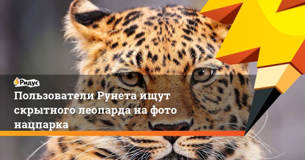 Пользователи Рунета ищут скрытного леопарда на фото нацпарка - ridus.ru