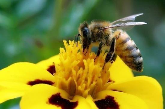 Джамбулат Хатуов - Гибель пчёл в 2019 году не стала чрезвычайной ситуацией, заявили в Минсельхозе - pnp.ru