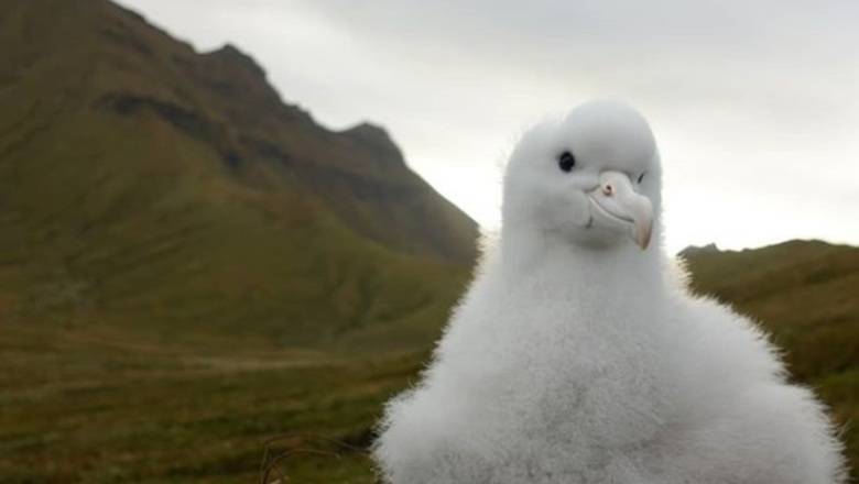 Спасти альбатроса: на островах в Южной Атлантике уничтожат всех мышей - newizv.ru - Англия