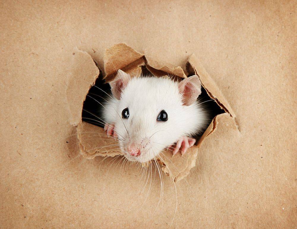 Пенсионерка застряла за шкафом в поисках мыши и умерла - ren.tv - Бристоль