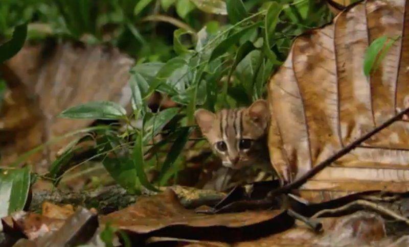 Самого маленького кота в мире удалось снять на видео - bloknot.ru - Индия - Шри Ланка
