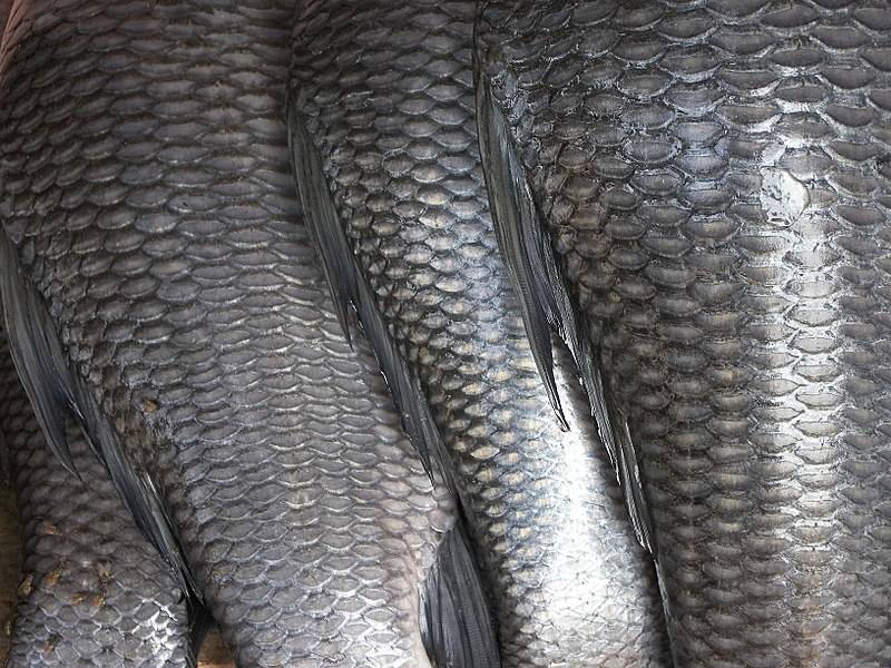 Исследование: рыбы испытывают боль - Cursorinfo: главные новости Израиля - cursorinfo.co.il - Англия - Германия