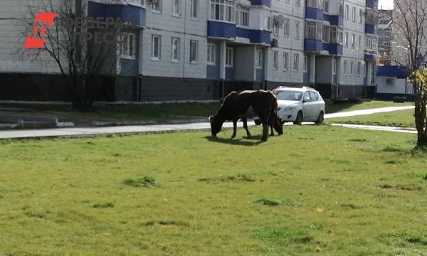 «Гуляют и гадят». Жителям Нефтеюганска мешают коровы в центре города - fedpress.ru - Нефтеюганск
