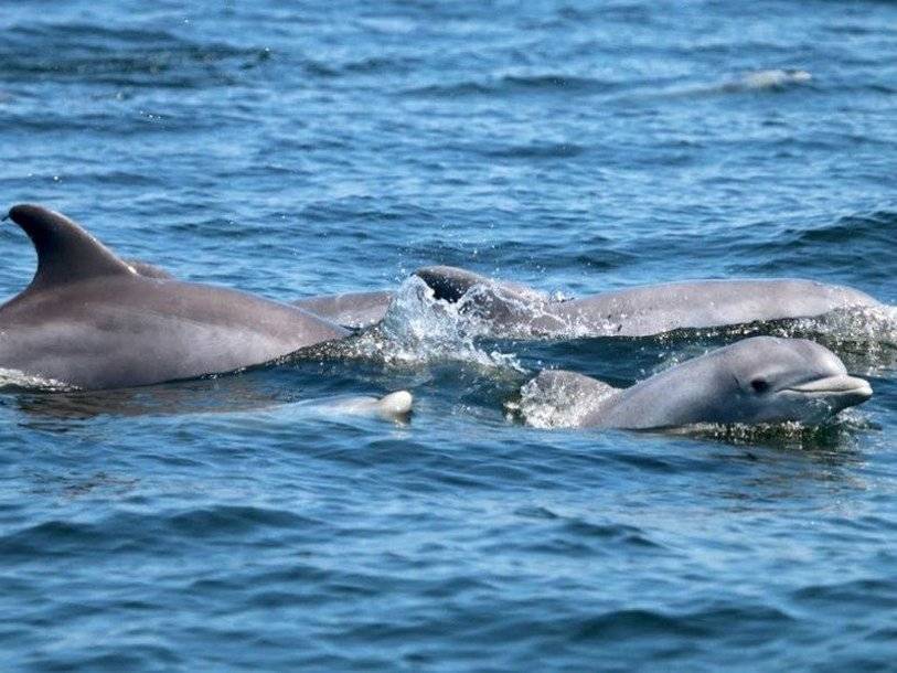 Дельфины вернулись в реку Потомак - polit.ru - США - Джорджтаун