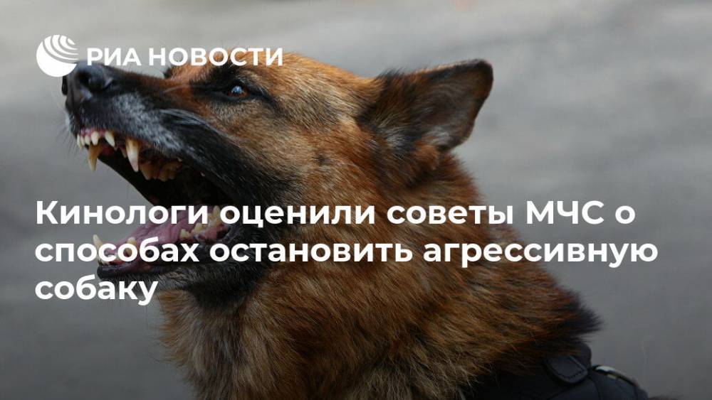 Кинологи оценили советы МЧС о способах остановить агрессивную собаку - ria.ru - Москва - Россия