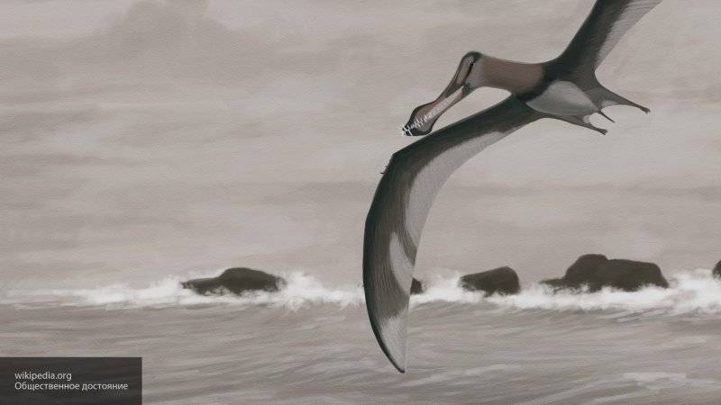 Новый вид птерозавра возрастом 96 миллионов лет обнаружили в Австралии - nation-news.ru - Australia - штат Квинсленд