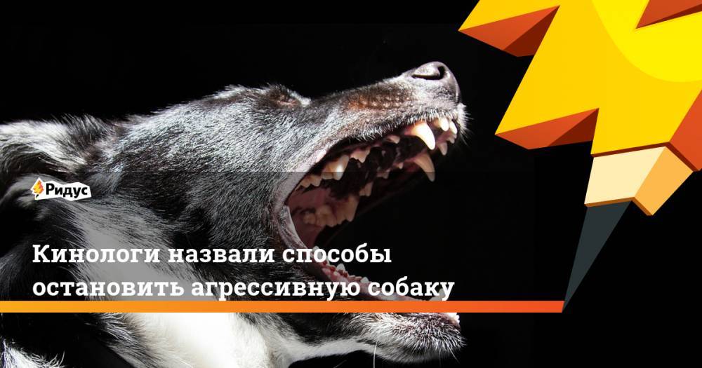 Кинологи назвали способы остановить агрессивную собаку - ridus.ru - Россия