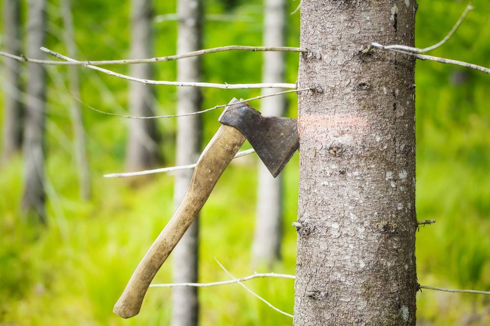 Спиленное дерево в Карелии убило мужчину - ren.tv - Карелия - район Суоярвский