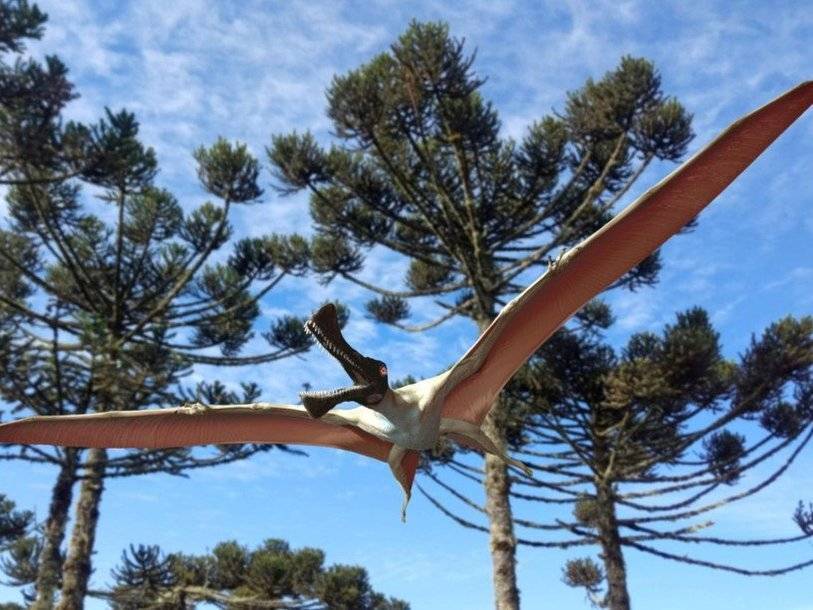 В Австралии нашли нового птерозавра с размахом крыльев четыре метра - polit.ru - Australia - штат Квинсленд