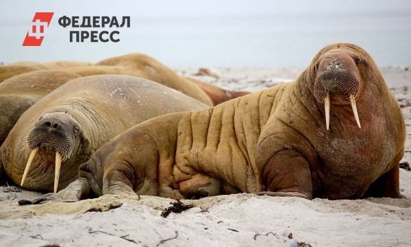 У берегов Ямала зафиксировали рекордное скопление моржей - fedpress.ru - Экология
