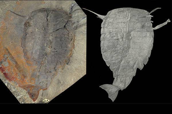 Китайские ученые нашли редкие окаменелости времен «кембрийского взрыва» - trud.ru - Китай - провинция Цзянсу - Нанкин