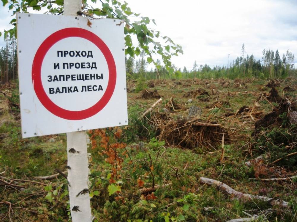 В Суоярвском районе при валке леса погиб 37-летний рабочий - wvw.daily-inform.ru - Петрозаводск - район Суоярвский