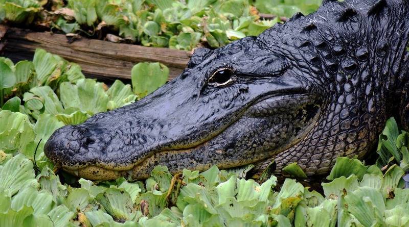 Житель Флориды поймал аллигатора голыми руками, а его друг спаивал животное пивом - usa.one - шт.Флорида