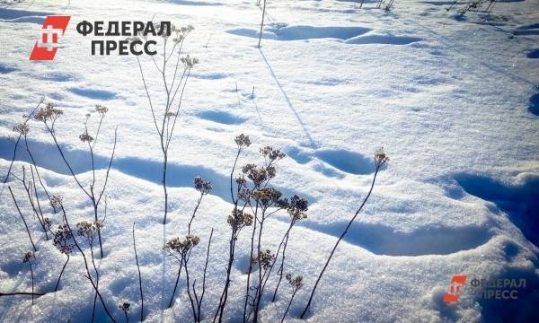 Через неделю Сургут засыплет снегом - fedpress.ru - Сургут