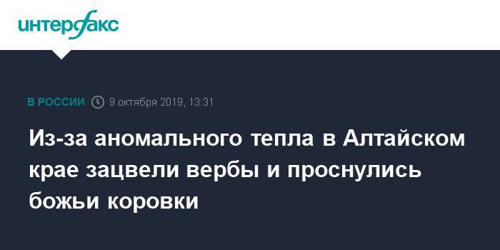 Из-за аномального тепла в Алтайском крае зацвели вербы и проснулись божьи коровки - interfax.ru - Москва - Барнаул - Алтайский край - респ. Алтай