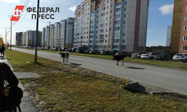 Жителей Нефтеюганска снова напугали коровы на дороге - fedpress.ru - Нефтеюганск