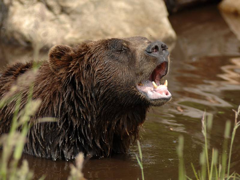 Люди будут соревноваться с медведями в новой программе канала Discovery - news.ru - Юта