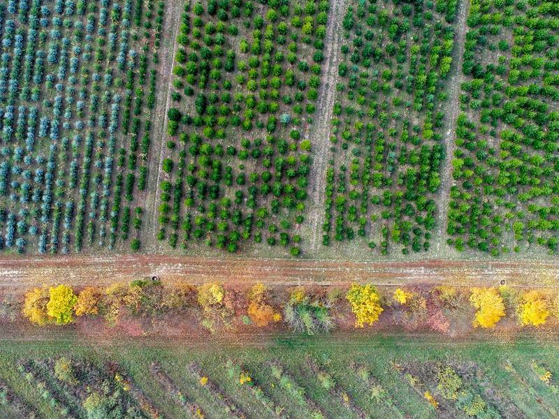 План по лесовосстановлению в России перевыполнен - news.ru - Россия