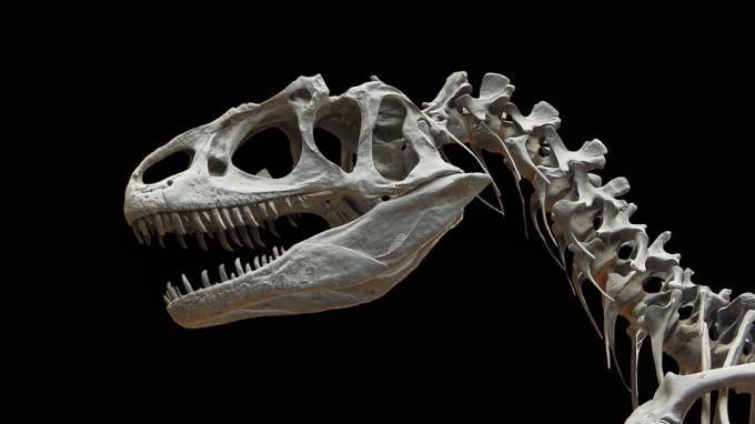 В Таиланде раскопали останки нового вида динозавров - piter.tv - Таиланд