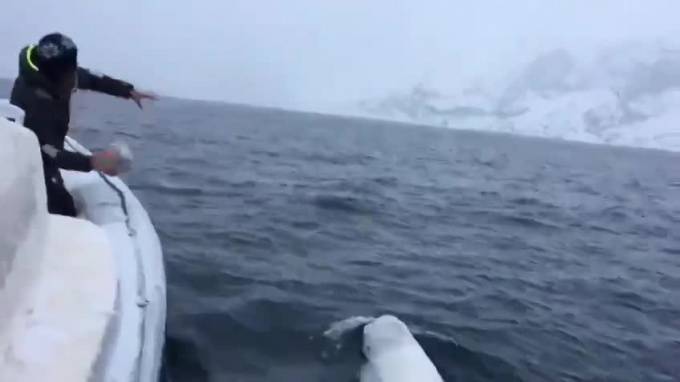 Видео дня: белуха играет с моряками в регби в арктических водах - piter.tv