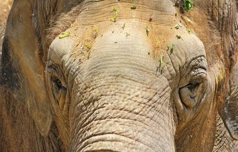 Убившего пятерых человек слона по кличке бен Ладен поймали в Индии - news.ru - Россия - Франция