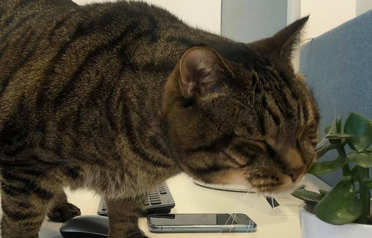 Михаил Галин - Хозяин толстого кота пообещал посадить его на диету перед новым полётом - news.ru - Москва